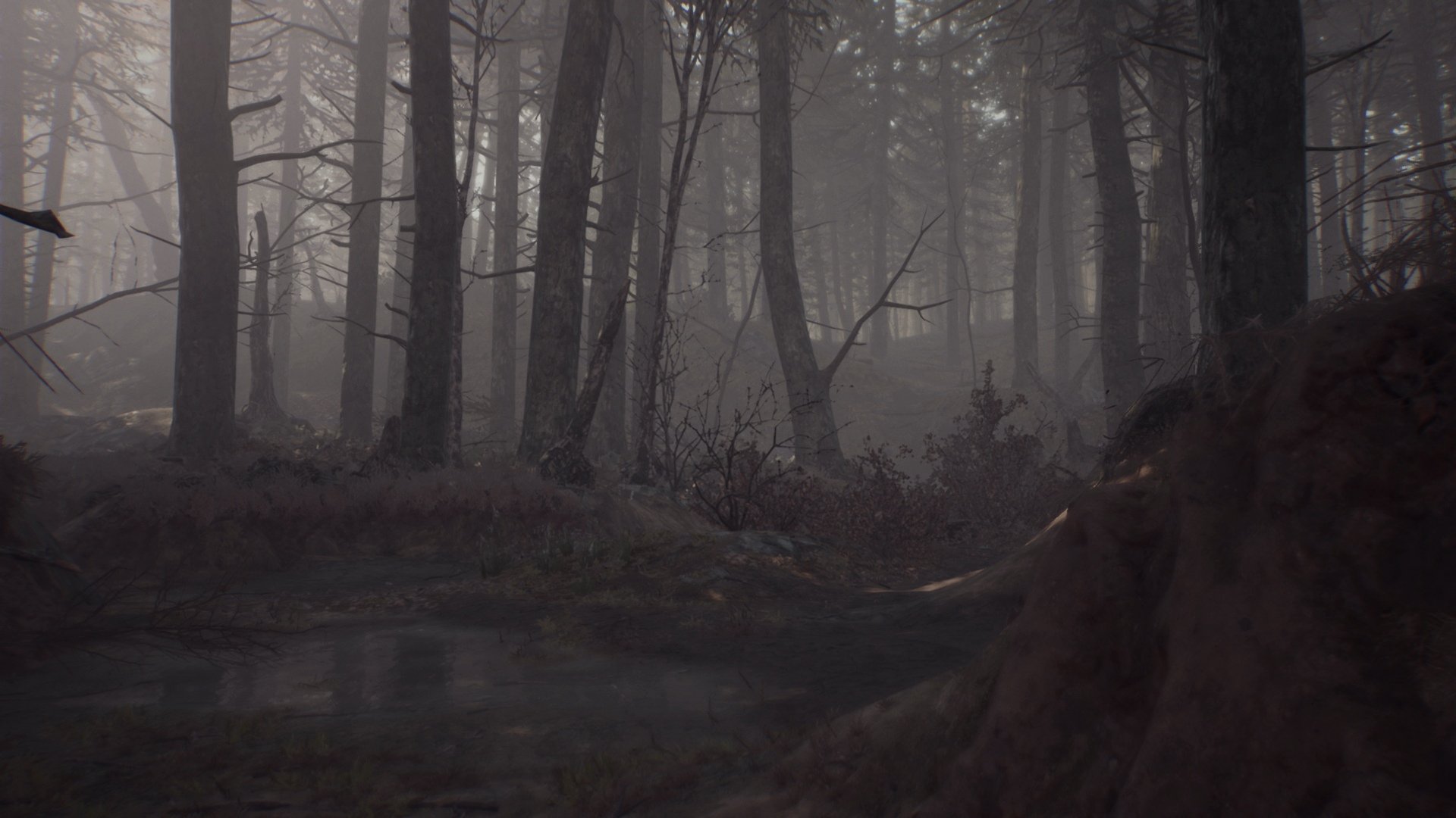 Blair Witch - Imagen 15